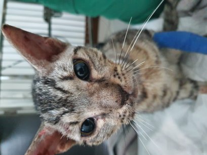 น้องโชคดี แมวจรโดนรถชนที่มีคนใจดีช่วยนำมารักษาได้ทัน 